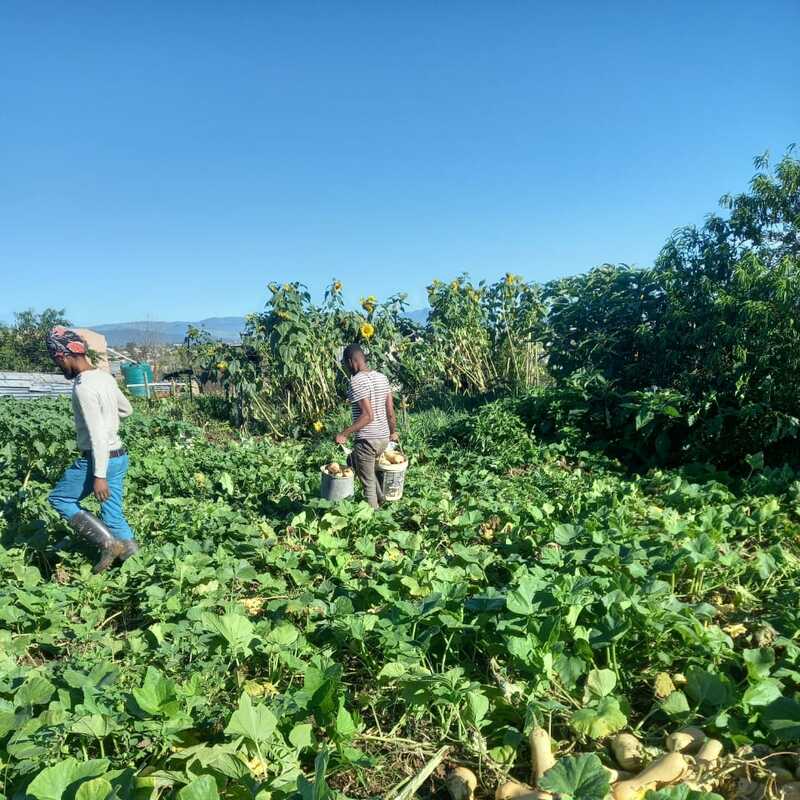 Harvest time